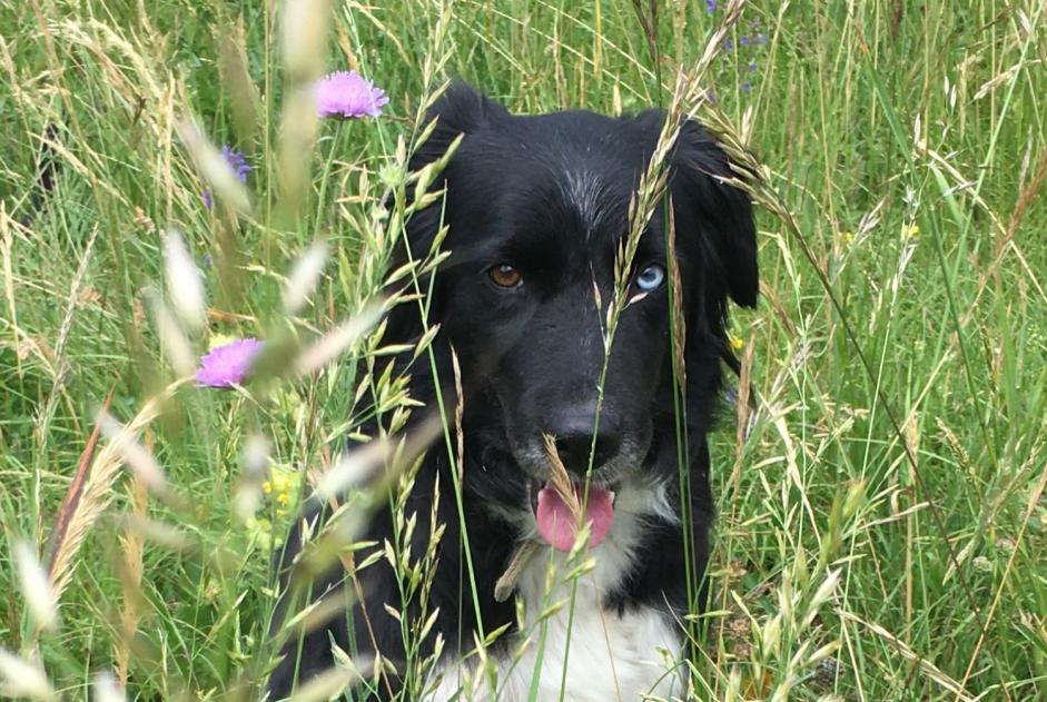 Alerte Disparition Chien  Femelle , 13 ans Bernex France