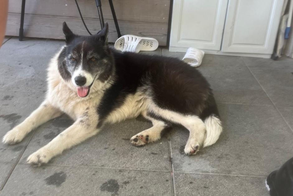Alerte Découverte Chien croisement  Femelle Passy France