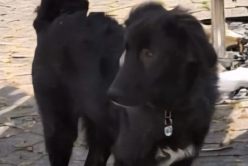 Alerte Disparition Chien croisement Mâle , 1 ans Passy France Alerte Disparition Chien croisement Mâle , 1 ans Passy France