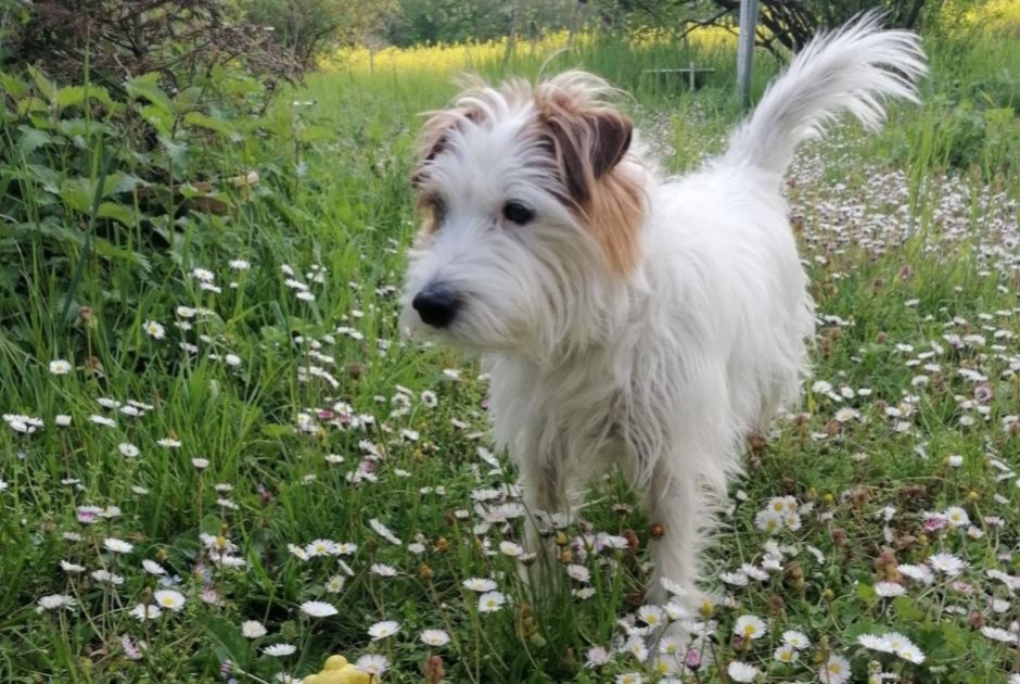 Avviso scomparsa Cane Maschio , 10 anni Ville-la-Grand Francia Avviso scomparsa Cane Maschio , 10 anni Ville-la-Grand Francia