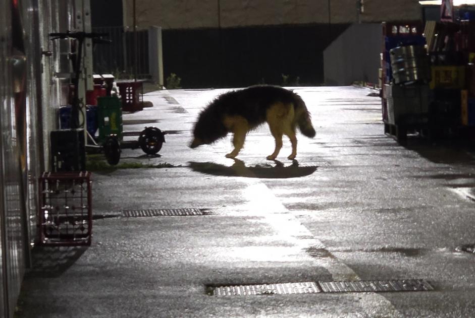 Ontdekkingsalarm Hond rassenvermenging  Onbekend Archamps Frankrijk
