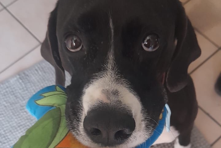 Verdwijningsalarm Hond Vrouwtje , 5 jaar Gaillard Frankrijk Verdwijningsalarm Hond Vrouwtje , 5 jaar Gaillard Frankrijk