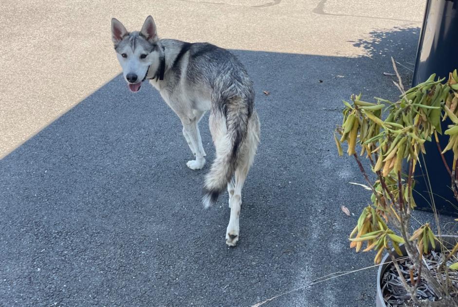 Ontdekkingsalarm Hond  Mannetje Chavanod Frankrijk